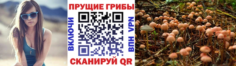 OMG маркетплейс  Дорогобуж  Псилоцибиновые грибы прущие грибы 